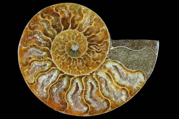 Agatized Ammonite Fossil (Half) - Madagascar #125059